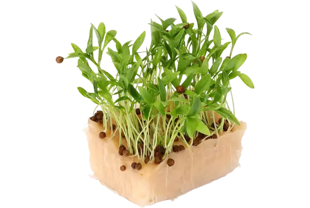 Ghoa cress single stuk